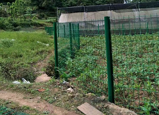 重庆桃形柱91看片在线下载安装